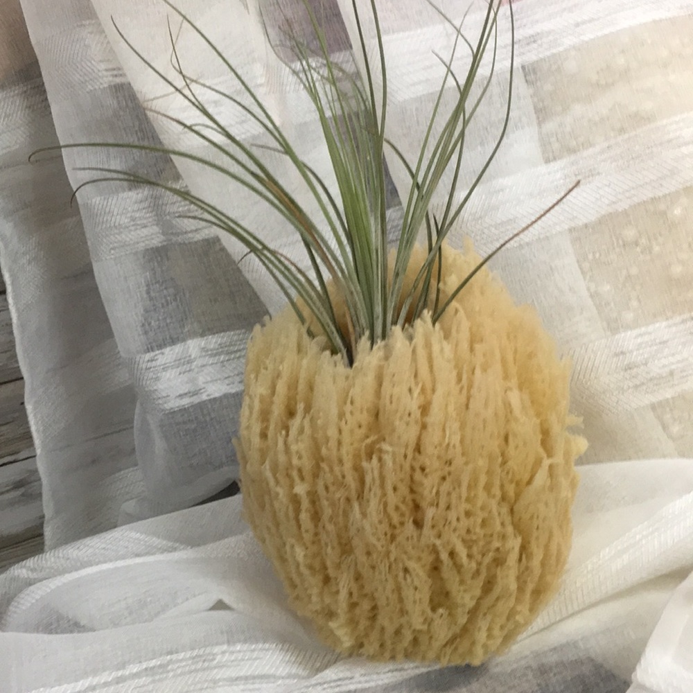 Natural sponge with air plant